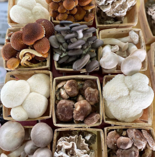 Mushrooms
