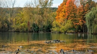 Webster Pond Fall