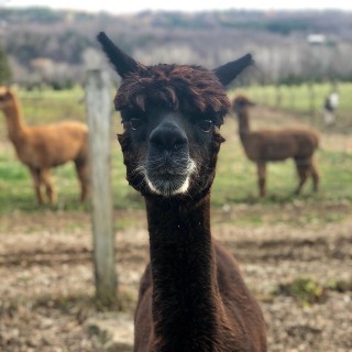 Rocking Horse Farm