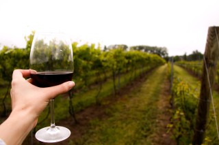 Niagara Wine Trail