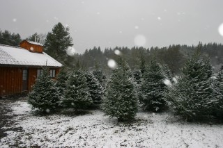Whitetail Tree Farm