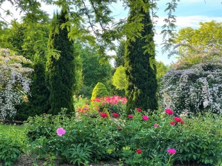 Mid-season Peonies