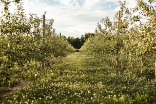 Woznica Orchards