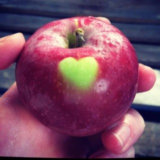 O'Neill's Orchard