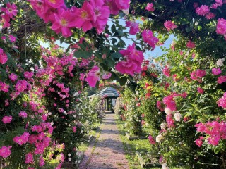 Thornden Park E.M. Mills Rose Garden
