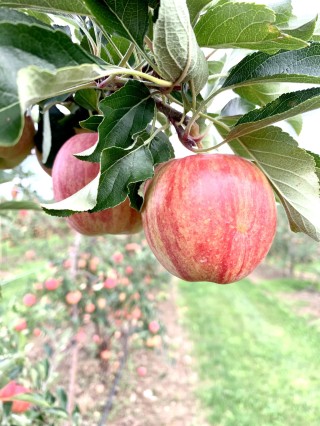 Woznica Orchards