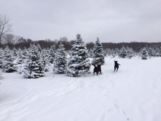 Page's Christmas Tree Farm