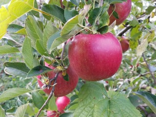 Deer Run Farm Orchard