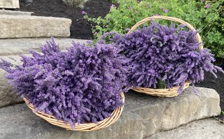 Lavender