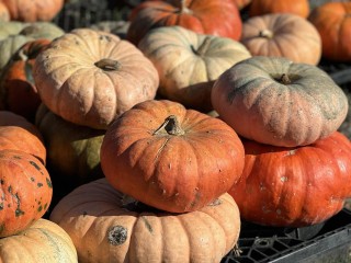 Cicero Pumkin Patch