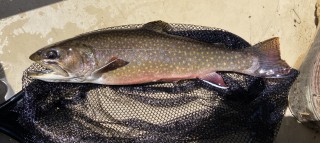 Upstate Guide Service