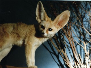 Fox