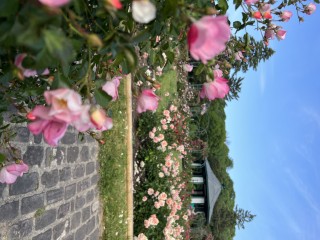 E.M. Mills Rose Garden
