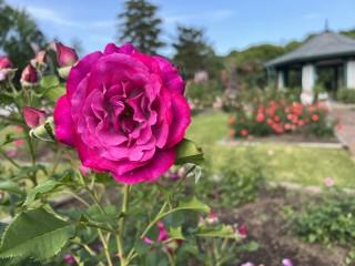 E.M. Mills Rose Garden