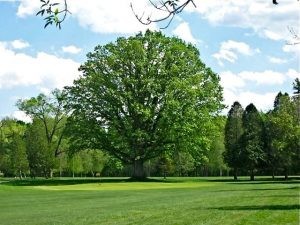 Olde Oak