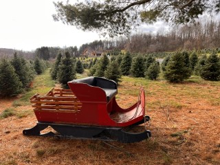 The Ice Farm & Christmas Tree Farm