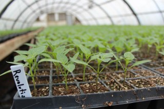 Reeves Farms