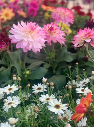Flowers