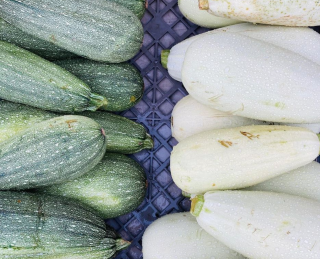 Summer Squash