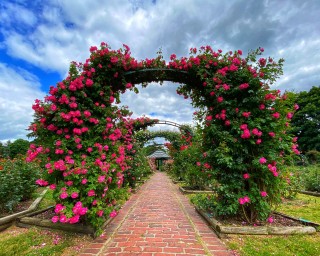 E.M. Mills Rose Garden