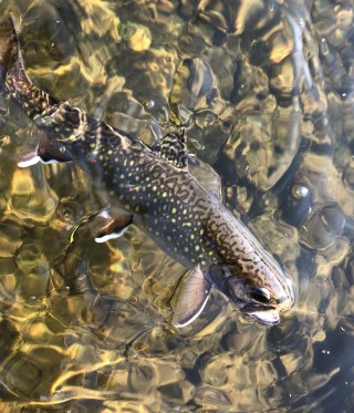 Upstate Guide Service