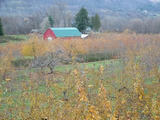 O'Neill's Orchard