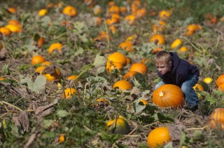 Seasonal
